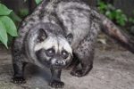 Hewan Musang Pandan