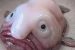 Ikan Blobfish