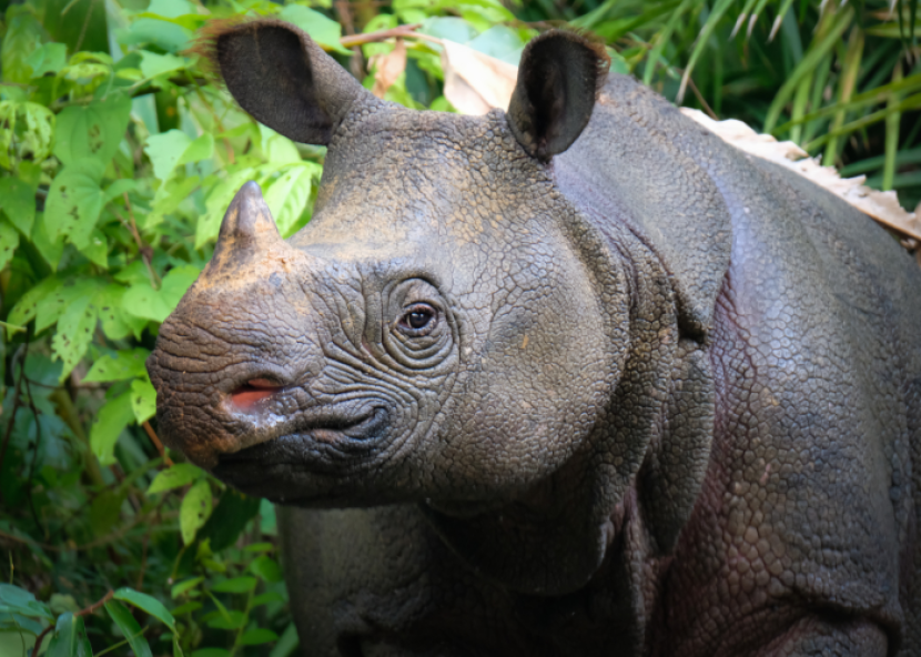 Badak Jawa Di Ujung Kepunahan