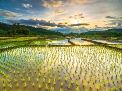 Pupuk Indonesia Tantang Anak Muda Inovasi Pertanian