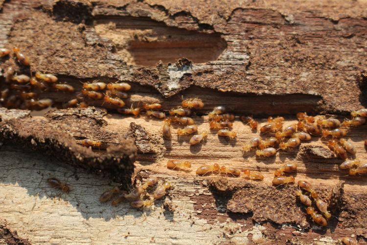 Ahli Hama Ungkap Cara Mencegah Rayap Merusak Rumah
