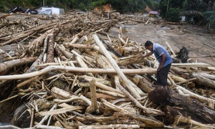 Kayu Gelondongan Di Sulap Jadi Hunian Sementara Di Aceh