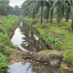 Mengenal Fungsi Water Management Di Perkebunan Sawit