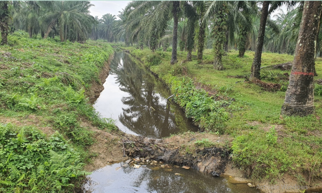 Mengenal Fungsi Water Management Di Perkebunan Sawit