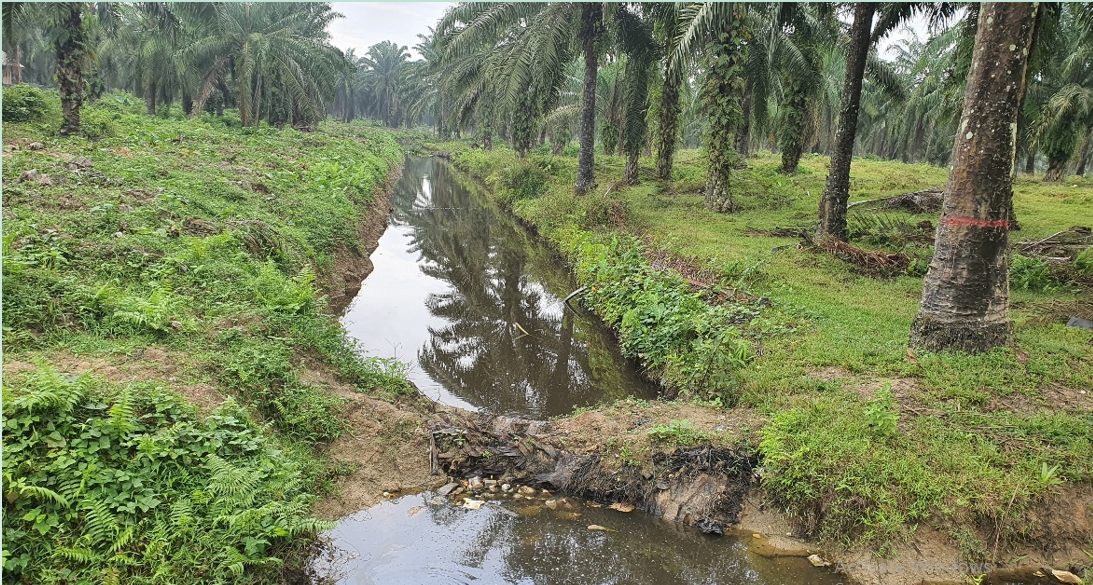 Mengenal Fungsi Water Management Di Perkebunan Sawit