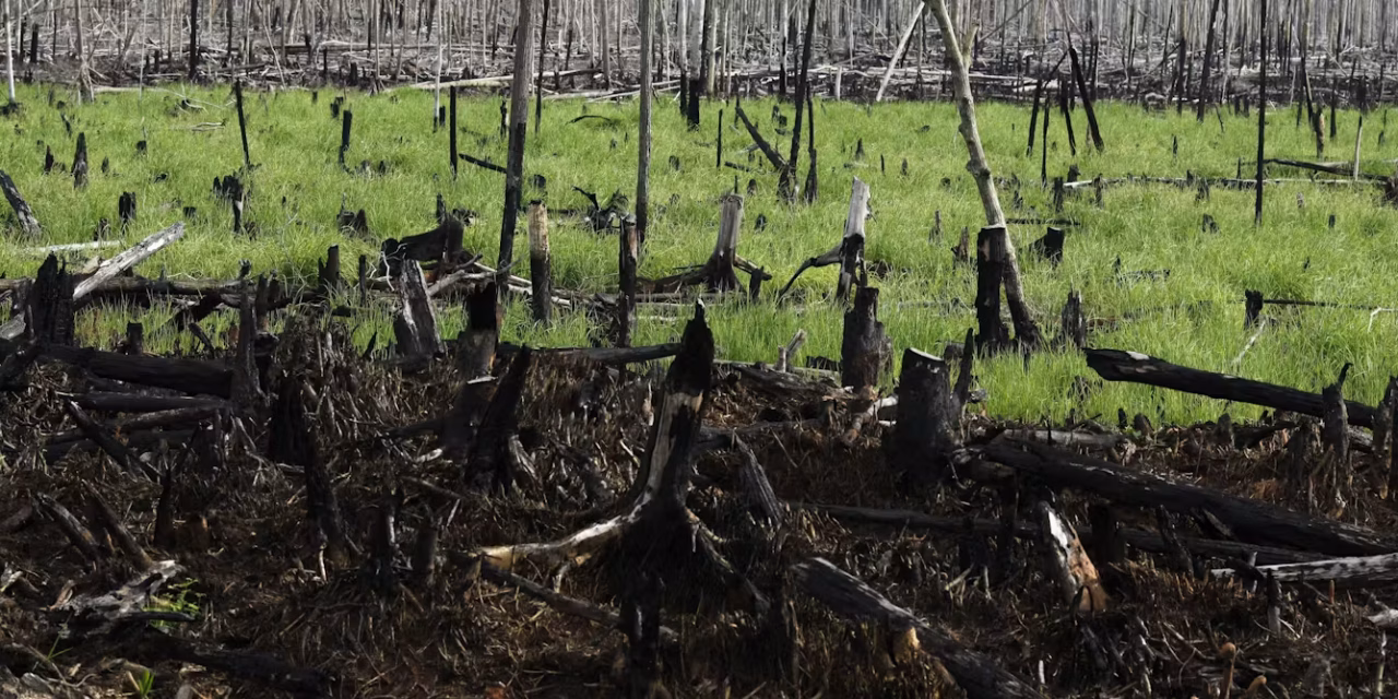 3 Hal Penting Tentang Aturan Buka Lahan Tanpa Bakar