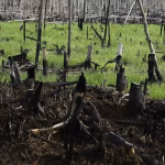 3 Hal Penting Tentang Aturan Buka Lahan Tanpa Bakar