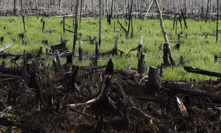 3 Hal Penting Tentang Aturan Buka Lahan Tanpa Bakar