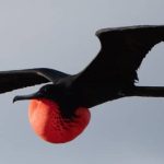 Fenomena Langka: Burung Galapagos “Liburan” Ke California