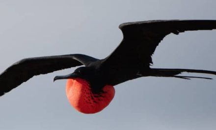Fenomena Langka: Burung Galapagos “Liburan” Ke California