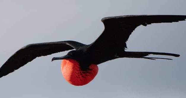 Fenomena Langka: Burung Galapagos “Liburan” Ke California