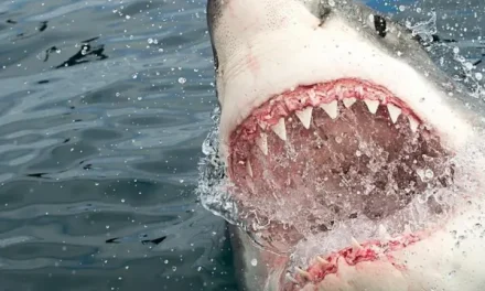 Laut Memanas, Hiu Pindah Lapak Ke Dekat Manusia?