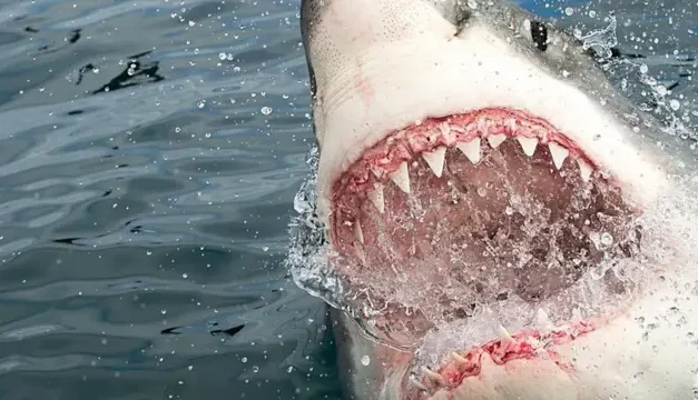 Laut Memanas, Hiu Pindah Lapak Ke Dekat Manusia?