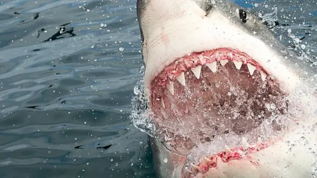 Laut Memanas, Hiu Pindah Lapak Ke Dekat Manusia?