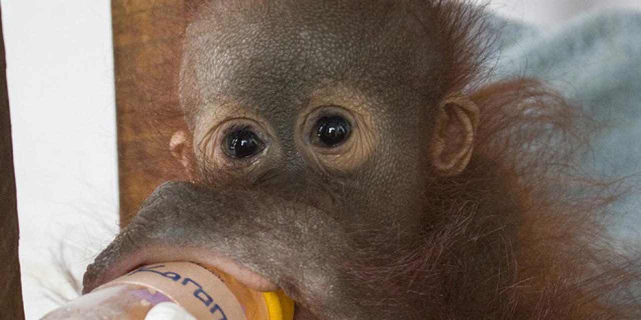 Pilu Jani, Bayi Orangutan Yang Kehilangan Rumahnya