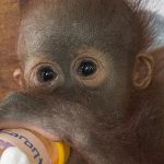 Pilu Jani, Bayi Orangutan Yang Kehilangan Rumahnya