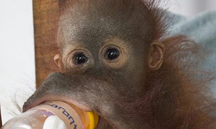 Pilu Jani, Bayi Orangutan Yang Kehilangan Rumahnya