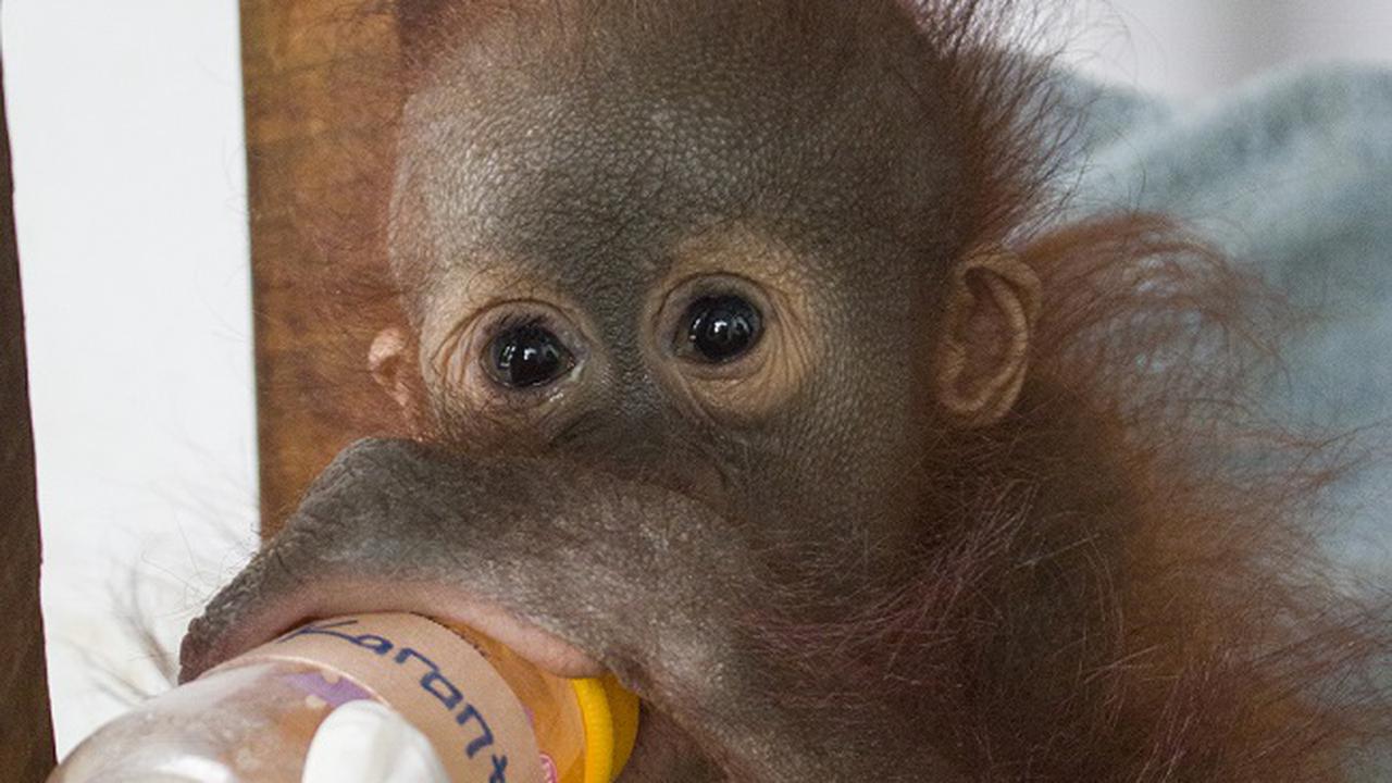 Pilu Jani, Bayi Orangutan Yang Kehilangan Rumahnya