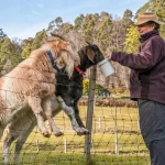 Kunci Sukses Breeding Kambing Untuk Pemula