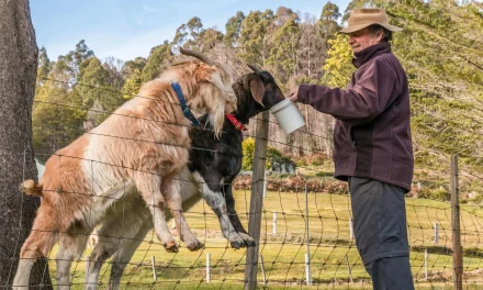 Kunci Sukses Breeding Kambing Untuk Pemula