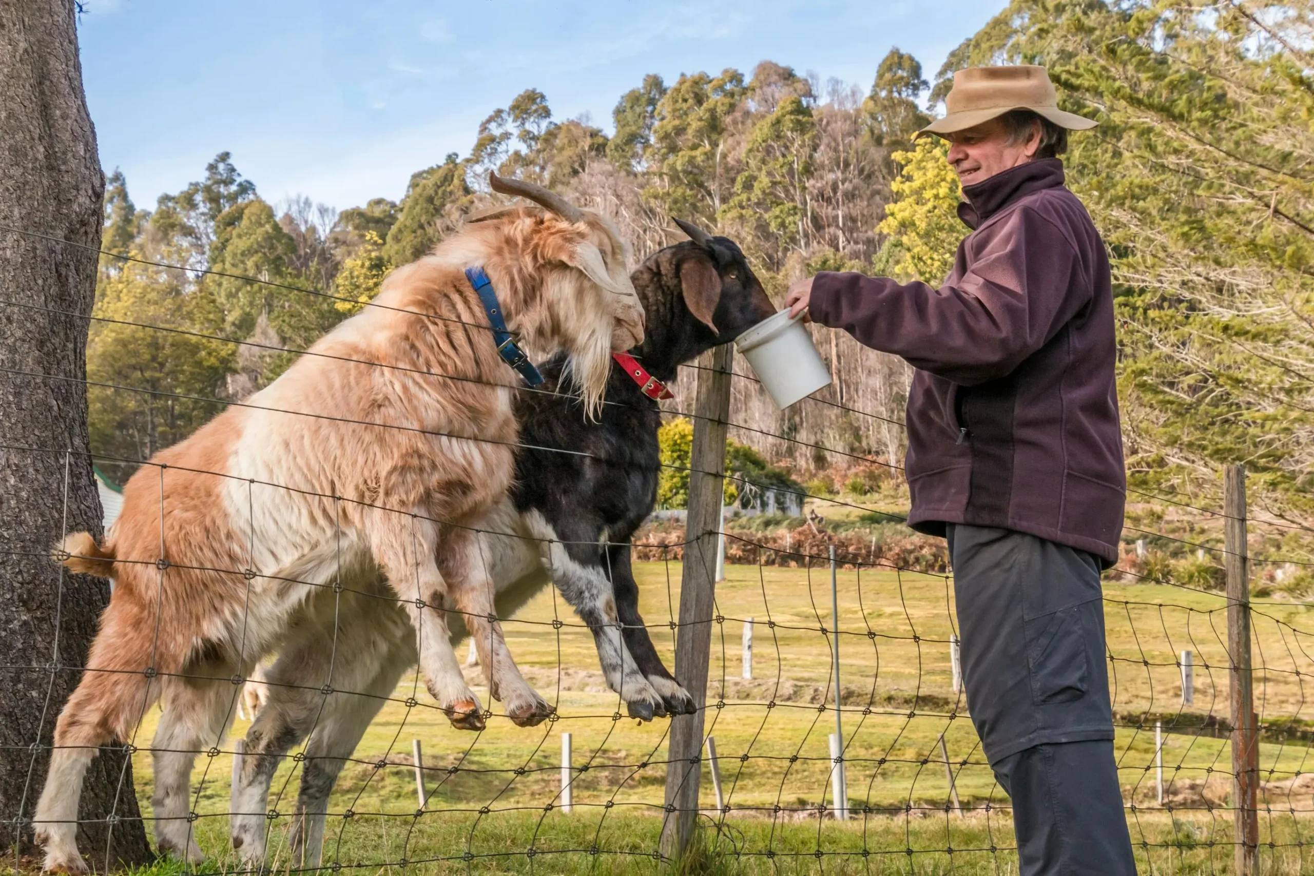 Kunci Sukses Breeding Kambing Untuk Pemula